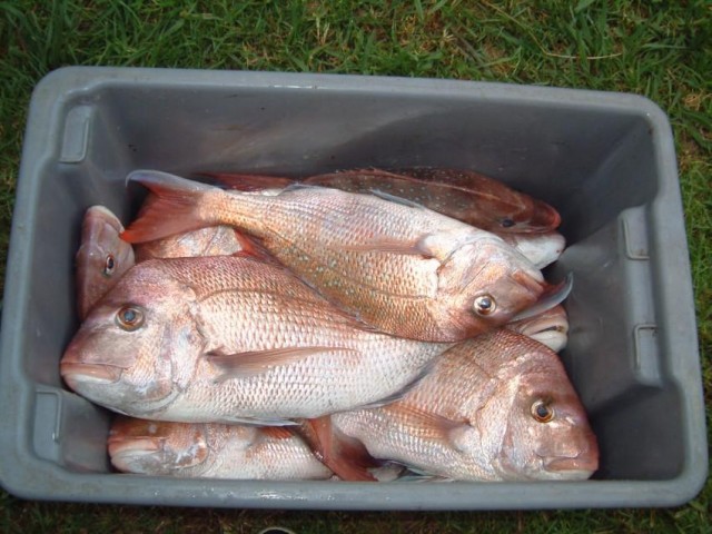 morning snapper fishing off the cape